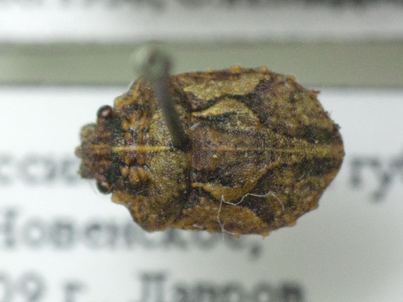 Phimodera humeralis (Dalman, 1823)